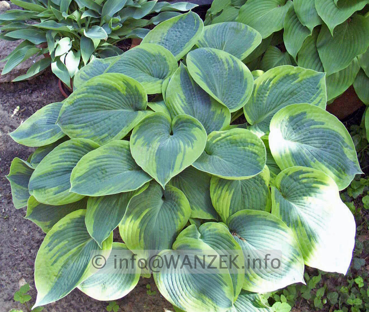 Hosta tokudama flavo-circinalis 01.jpg